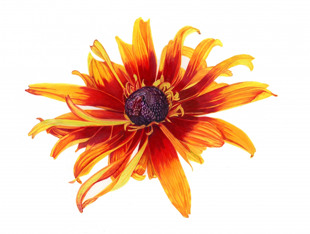 Flaming Flowers That Brightly Blaze – Image 3