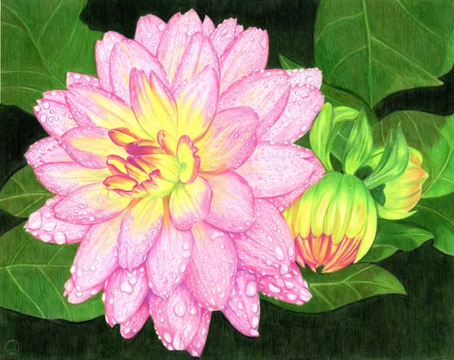 Rainy Day Dahlia – Image 2