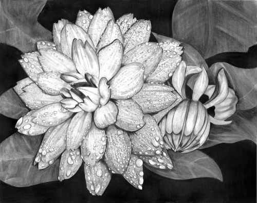 Rainy Day Dahlia Revisited – Image 2