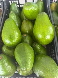Avocado – Image 1
