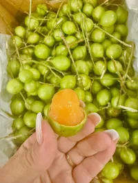 Mamoncillo,Quenepas, Anoncillo – Image 1