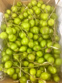 Mamoncillo,Quenepas, Anoncillo – Image 2