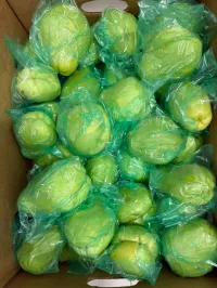 Chayote – Image 1