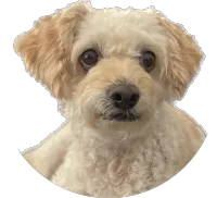 blog author image