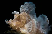 Ethereal Lace of the White Rhinopias – Image 11