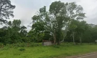 3.06 Acres with 628 Ft Paved Road Frontage in Woodville, TX – Image 5