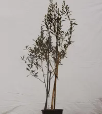 Olive Tree | Common Olive | Olea Europeana – Image 1