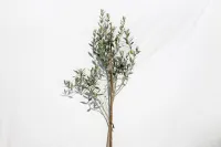 Olive Tree | Common Olive | Olea Europeana – Image 2