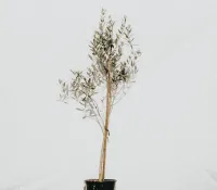 Olive Tree | Common Olive | Olea Europeana – Image 3