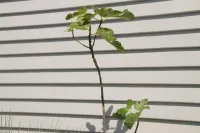 Fig Tree |  Ficus Carica – Image 2