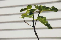 Fig Tree |  Ficus Carica – 8L