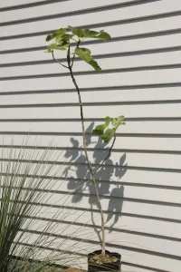 Fig Tree |  Ficus Carica – Image 3