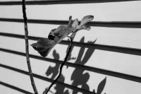Fig Tree |  Ficus Carica – Image 4