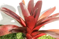 Hawaiian Red Bromeliad | Alcantarea Vinicolor – Image 1