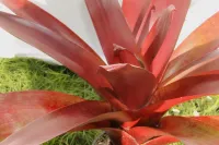 Hawaiian Red Bromeliad | Alcantarea Vinicolor – 2.5L