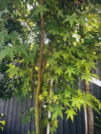 Japanese Maple | Acer Palmatum – 45L