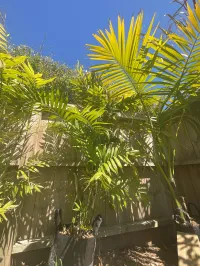 Kentia Palm | Howea Forsteriana – 60L
