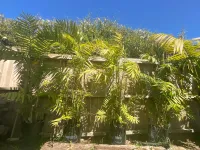 Kentia Palm | Howea Forsteriana – Image 3
