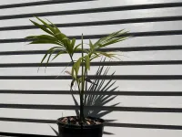 Kentia Palm | Howea Forsteriana – Image 2