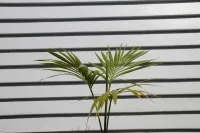 Kentia Palm | Howea Forsteriana – 25L