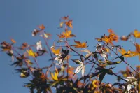 Japanese Maple | Acer Palmatum – Image 2