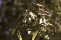 Japanese Maple | Acer Palmatum – Image 3