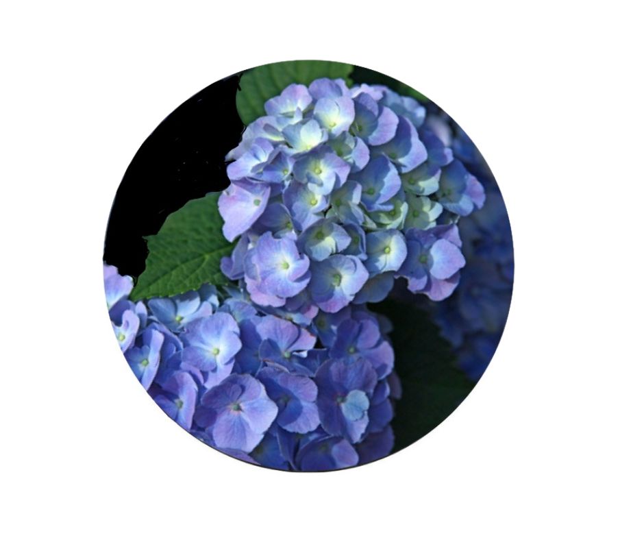 Custom Oil Floral Rounds - 14"  – Image 1