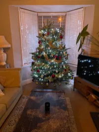Luxury Christmas Trees - Grade A Nordmann Fir – Image 1