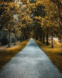 Course: Rooted & Roaming – Image 1