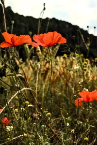 RED POPPIES IN WILD MEADOW PORTRAIT (ID: 25101404) – Image 1