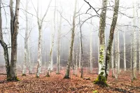 MISTY FOREST IN AUTUMN LANDSCAPE (ID: 25101405) – Image 1