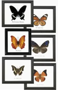 Framed Butterfly specimens – Image 1