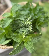 Tranquil Tummy Organic Herbal Tea – Image 6