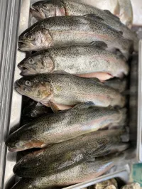 Butterflied Rainbow Trout – Image 1