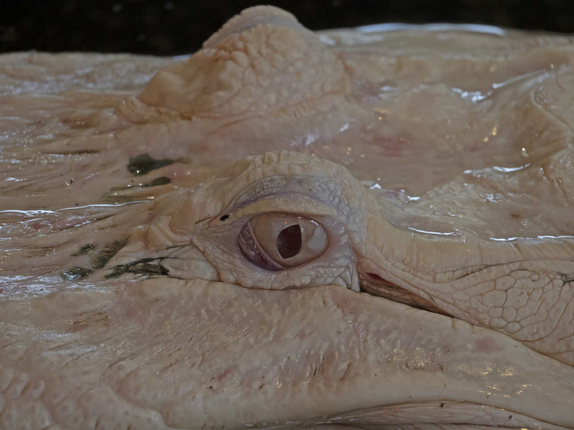 Alligator Fillet (Tail Meat) 1 lb package – Image 1