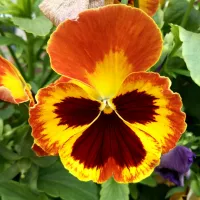 Quick Assist – Image 1
