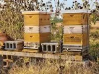 Honey with Comb – Image 2