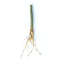 1,000- Big Moringa Trees Bare Root  Organically Grown USA – Image 1