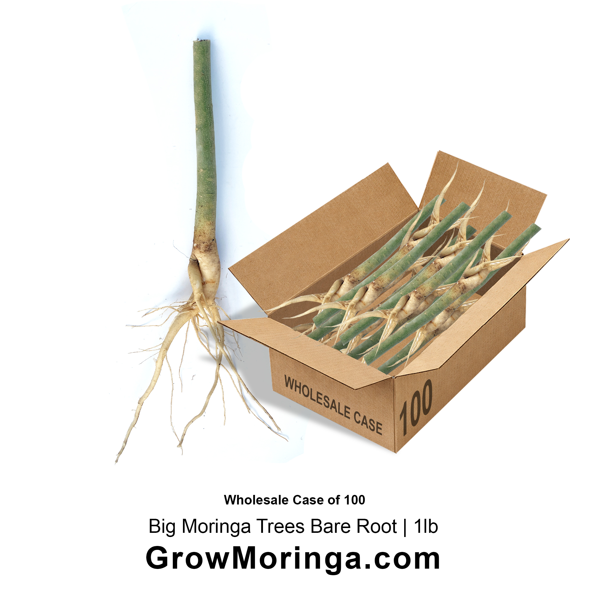Bulk Big USA Moringa Trees | Bare Root Bundle – 100 Big Moringa Trees USA