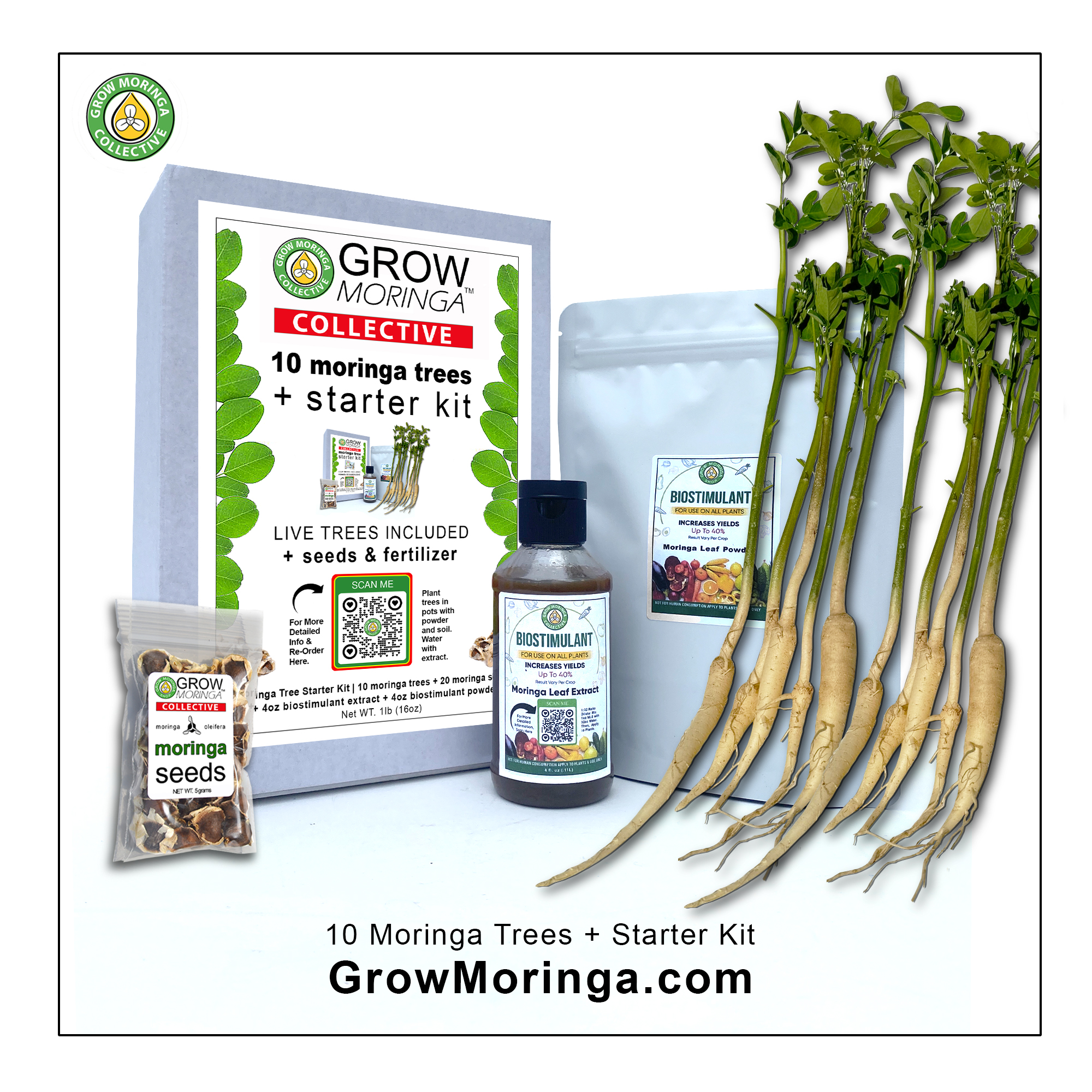 Moringa Tree Starter Kits | Wholesale Case – Image 2