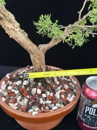 Shimpaku Kishu Juniper Pre-Bonsai – ~25 Years Old | Tokoname Training Pot – Image 2
