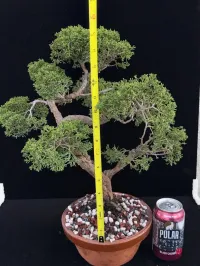 Shimpaku Kishu Juniper Pre-Bonsai – ~25 Years Old | Tokoname Training Pot – Image 4