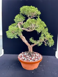 Shimpaku Kishu Juniper Pre-Bonsai – ~25 Years Old | Tokoname Training Pot – Image 3