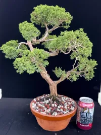 Shimpaku Kishu Juniper Pre-Bonsai – ~25 Years Old | Tokoname Training Pot – Image 5