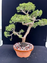 Shimpaku Kishu Juniper Pre-Bonsai – ~25 Years Old | Tokoname Training Pot – Image 6