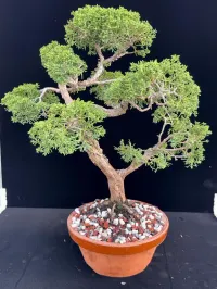 Shimpaku Kishu Juniper Pre-Bonsai – ~25 Years Old | Tokoname Training Pot – Image 1