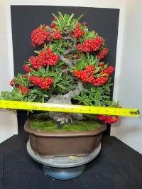 Pyracantha Bonsai – 40+ Years Old | 6” Nebari | 10” Pot | Rare Mature Specimen – Image 7