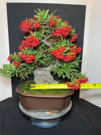 Pyracantha Bonsai – 40+ Years Old | 6” Nebari | 10” Pot | Rare Mature Specimen – Image 6