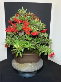 Pyracantha Bonsai – 40+ Years Old | 6” Nebari | 10” Pot | Rare Mature Specimen – Image 5