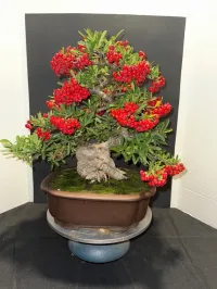 Pyracantha Bonsai – 40+ Years Old | 6” Nebari | 10” Pot | Rare Mature Specimen – Image 3